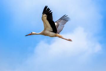 White stork flying
