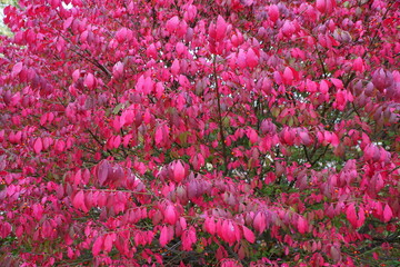 Obraz premium Winged spindle plant, also known as burning bush