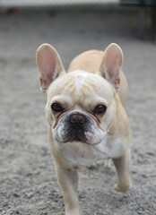 french bulldog puppy portrait