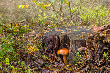 Grzyb w lesie , Puszcza Goleniowska, Gollnower Heide © Dariusz