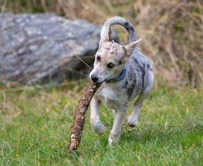 Little Border Collie Blue Merle puppy