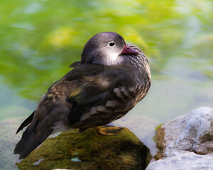 pato mandarín descansando