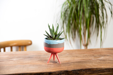 cactus in a pot hand made ceramic vase