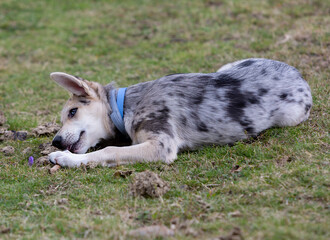 Little Border Collie Blue Merle puppy
