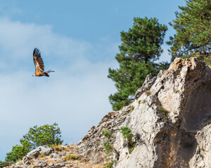 buitre leonado despegando