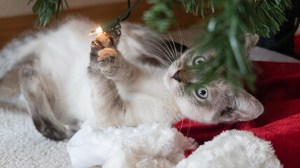 Kitten under a Christmas Tree with Lights © Lynnea