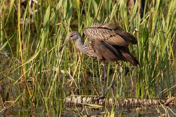 Limpkin hunting for an Apple Snail for food