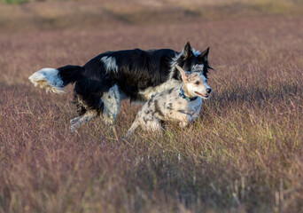 Little Border Collie Blue Merle puppy