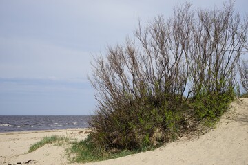 Fototapeta na wymiar bushes and sand on the White Sea coast in spring