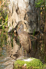 Limpkin hunting for an Apple Snail for food