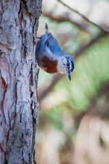 Cute little bird. Nature background. Bird: Krupers Nuthatch. Sitta krueperi.