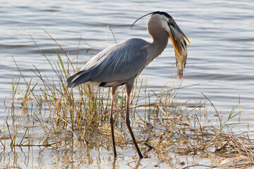 great Blue Heron with huge fish