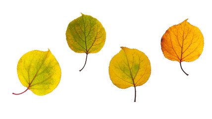 Bright yellow-red autumn apricot leaves.