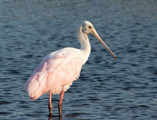 Roseate Spoonbill in Florida Marsh