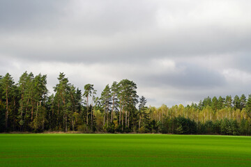 Autumn landscape. Winter field and forest on the horizon. Horizontal shot. Beautiful view