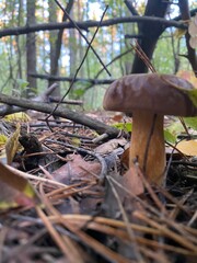 mushrooms in the forest