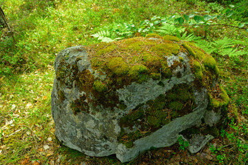 A large stone in the forest covered with moss and pine needles