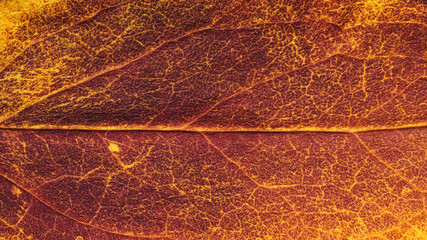 Fototapeta na wymiar The surface of a red autumn leaf.
