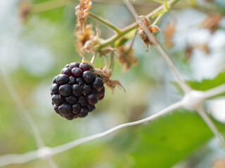 Brombeere an einem Zweig in einem Spalier