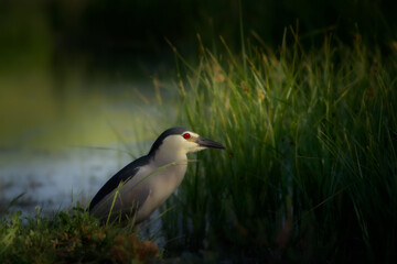 Heron. Green nature background. Bird: Black crowned Night Heron.