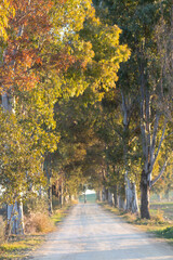 Naklejka premium naturaleza_2020_10_eucaliptos_005