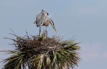 Great Blue Heron on Nest in Florida Marsh