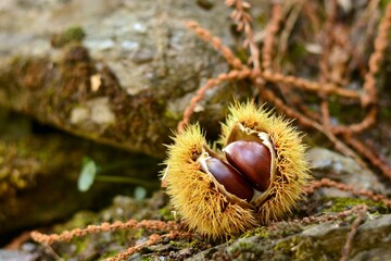 Castañas maduras aún en su erizo caídas del árbol