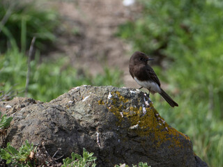 Black Phoebe in Southern California