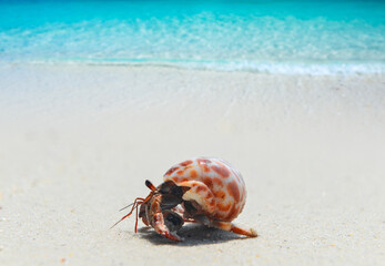 Hermit crab walking on the beach.