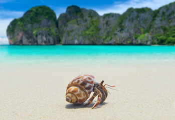Hermit crab walking on the beach.