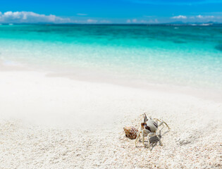 Ghost crab on the sand beach and sea.
