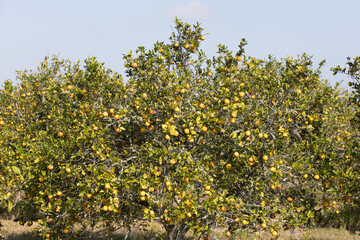 Old orange trees in a small Florida Grove