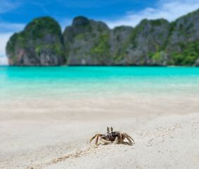 Ghost crab on the sand beach and sea.