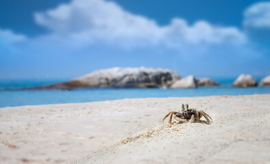 Ghost crab on the sand beach and sea.
