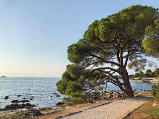 Schöner Strandbaum in Rovin, Kroatien