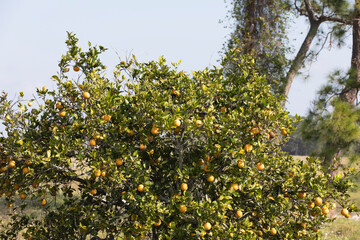 Fototapeta na wymiar Old orange trees in a small Florida Grove