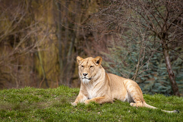 Fototapeta na wymiar lion in the grass from animal garden