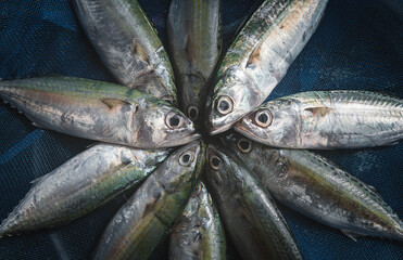 Fresh Mackerel sardine fishes.