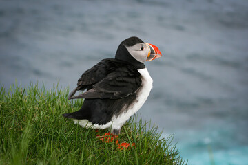 puffins on the cliff, iceland