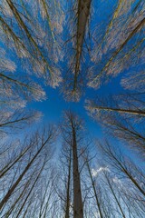 Bare trees in the forest