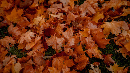 Colorful autumn leaves 
