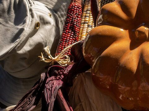 autumn still life with pumpkin and calico corn