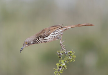 Long-billed Thrasher in Rio Grande Valley, Texas