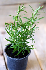 Rosemary grows in a pot. Growing greens. Eco products.