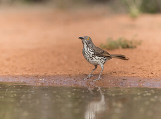 Long-billed Thrasher in Rio Grande Valley, Texas
