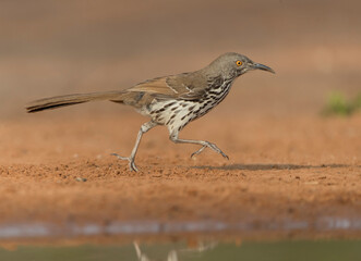 Long-billed Thrasher in Rio Grande Valley, Texas