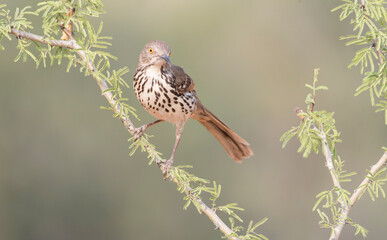 Long-billed Thrasher in Rio Grande Valley, Texas