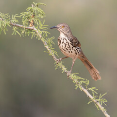 Long-billed Thrasher in Rio Grande Valley, Texas