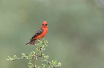 Vermillion Flycatcher in Southern Texas