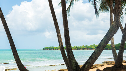 Palmier au bord d'une plage de sable clair avec un littoral couvert de v&eacute;g&eacute;tation au bord de la mer des cara&iuml;bes bleu d'azur avec un ciel d&eacute;gag&eacute; et quelques nuages